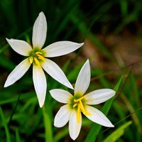 タマスダレ,タマスダレ,白い花,今日のお花,ニコイチさんの画像