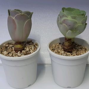 グリノービア パンドラ,多肉植物,観葉植物,葉挿し,リメ缶の画像