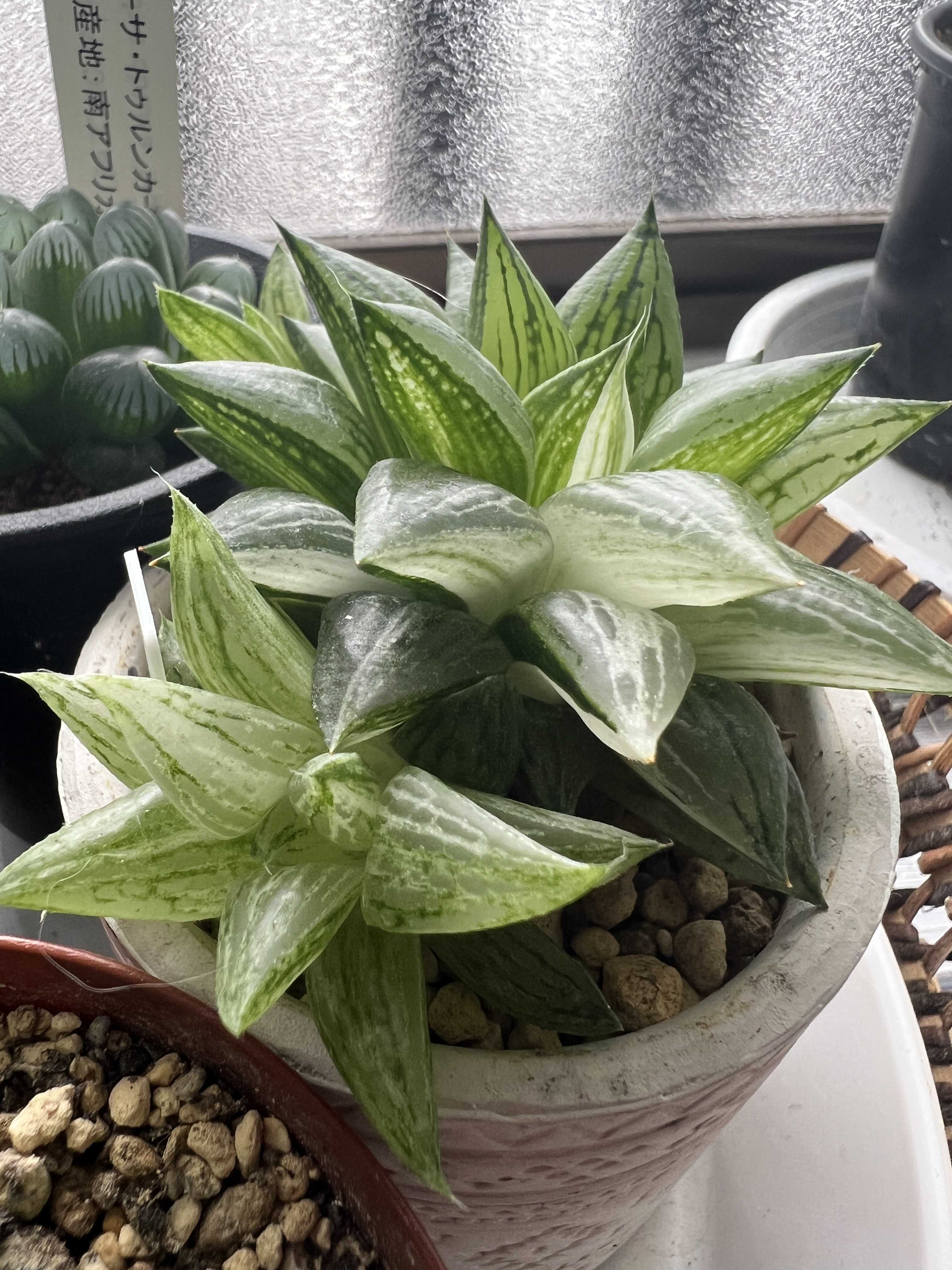 ハオルチア 氷砂糖 錦の一覧｜🍀GreenSnap（グリーンスナップ）