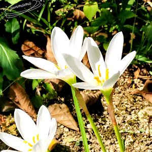 タマスダレ,日本庭園,今日のお花,好古園,通院帰りの画像