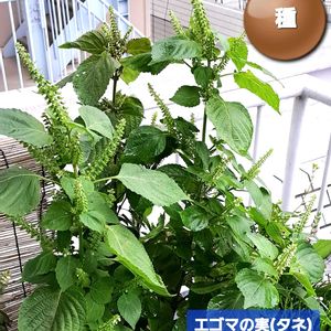 えごま,えごまの花,自家製野菜,植物男子ベランダー,荏胡麻の画像