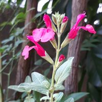 チェリーセージ,花言葉,挿し木から成長,チェリーセージ❤︎,真っ赤な火曜日の画像