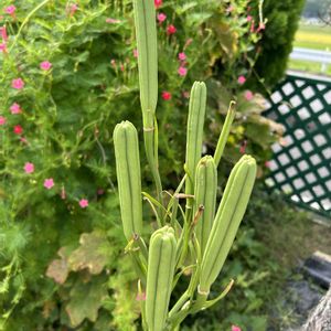 タカサゴユリの実,花が好き,無農薬❤家庭菜園,野菜が好き,庭の画像