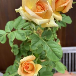 薔薇ブラスバンド,鉢植え,我が家の庭,我が家のバラ,オレンジの花の画像