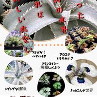 アロエ,ハオルチア,多肉植物,多肉大好き,サボテン科の画像