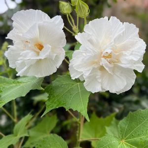 スイフヨウ,酔芙蓉,八重咲き酔芙蓉,挿し木,花のある暮らしの画像