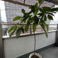 アボカド,観葉植物,植木鉢,植物の生命力,ベランダの画像