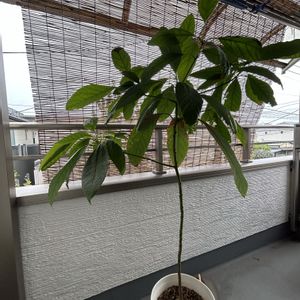 アボカド,観葉植物,植木鉢,植物の生命力,ベランダの画像