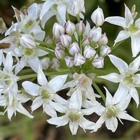 ニラ,山野草,ヒガンバナ科,里山,お出かけ先の画像