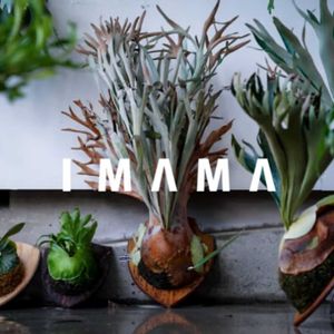 ビカクシダ,IMAMA.jp,インテリアグリーン,植中毒, コウモリラン の画像