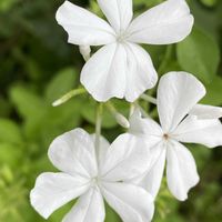 ルリマツリ,ルリマツリ,花のある暮らし,おうち園芸,花ブローチ倶楽部の画像