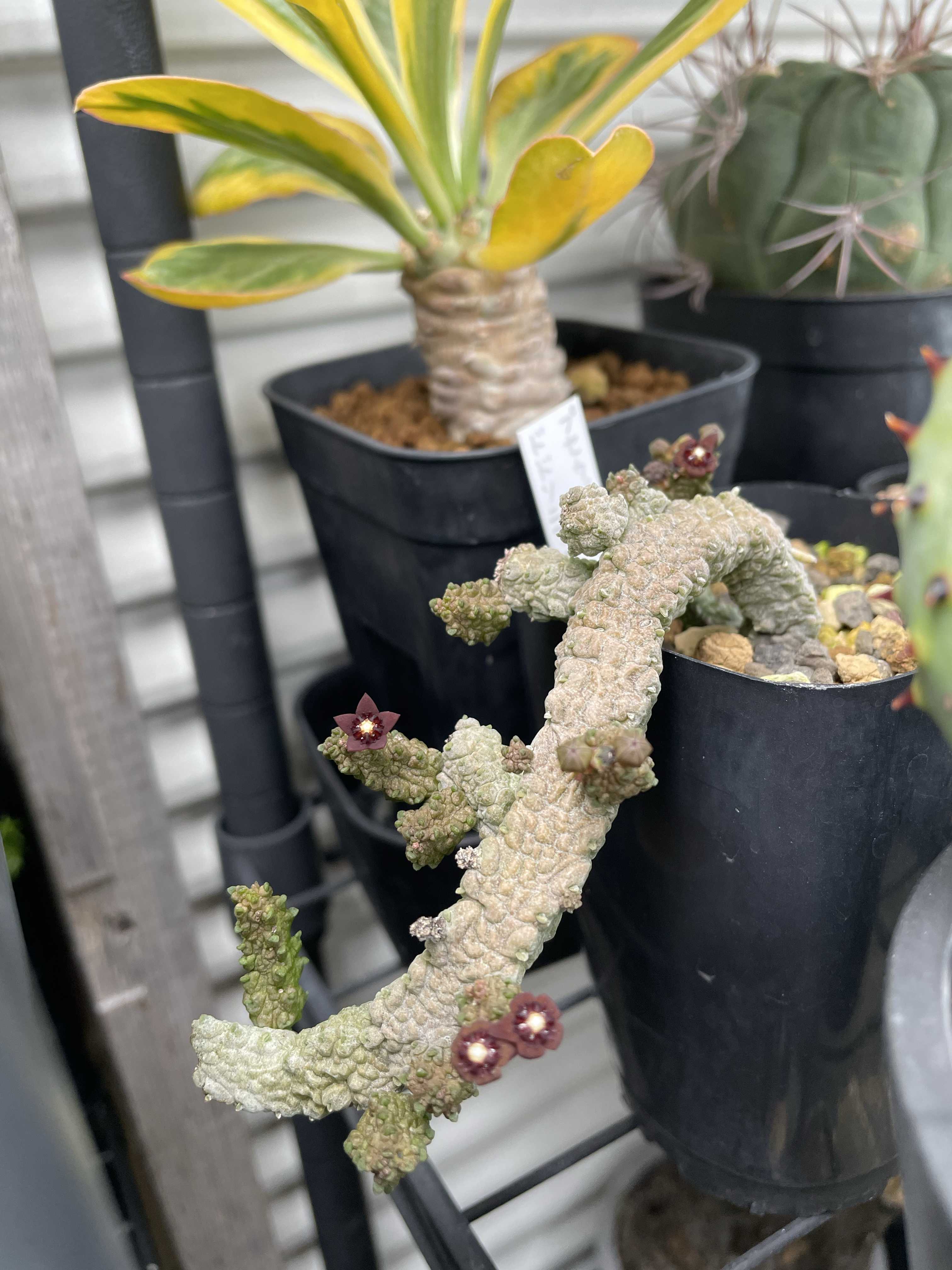 プセウドリトス ドドソニアヌスの一覧｜🍀GreenSnap（グリーンスナップ）