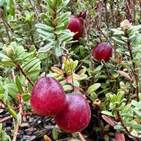 クランベリー,ツルコケモモ,ツルコケモモ,薔薇,ツルコケモモ(蔓苔桃)の画像