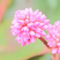 ヒメツルソバ,ポリゴナム（ヒメツルソバ）,お花,ピンクの花,ピンクのお花の画像