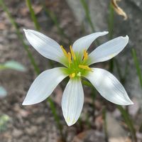 タマスダレ,ノムラカエデ,今日のお花,8日は葉っぱの発表会の画像