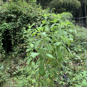 ミニ白菜,サラダタマネギ,マンジェリコン(ハーブ),マンジェリコン(ハーブ),挿し木・挿し芽の画像