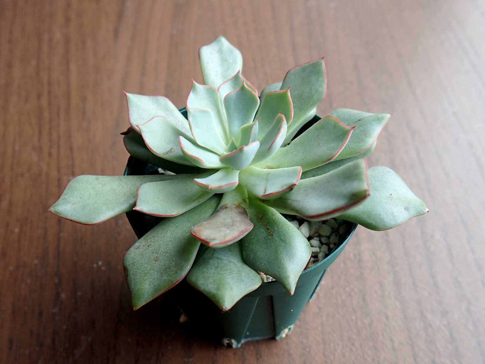 ♥️15 FACTORY苗(小)／ストリクチフローラノヴァ 多肉植物 ♥️15