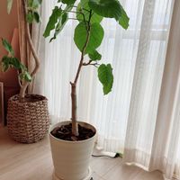 ウンベラータ,観葉植物,リビング,剪定,観葉植物のある暮らしの画像