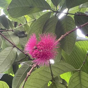 マレーフトモモ,マレーフトモモ,植物園,散歩,温室の画像