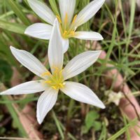 オキザリス,タマスダレ,ニオイバンマツリ,レウコ フィラム,今日のお花の画像