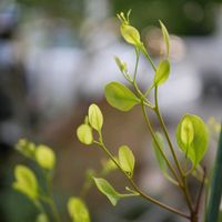 ユーカリポポラス,秋の気配,可愛い♡,癒し…♡,NO GREEN  NO LIFEの画像