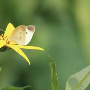 キクイモ,自然,可愛い,自家栽培の野菜達,花のある暮らしの画像