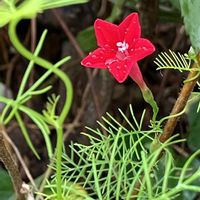 アサガオ,トレニア,ニチニチソウ,モミジアオイ,ルコウソウの画像