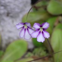 ムシトリスミレ,食虫植物,山野草,箱根湿性花園,山野草大好きの画像