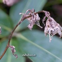 ホタルブクロ,野草,秋の訪れ,秋めいて,我が庭の野草たちの画像