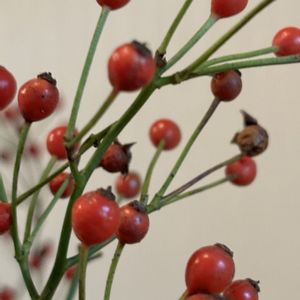 ノバラ,ノバラの実,花のある暮らし,切り花を楽しむ,復興を祈るの画像