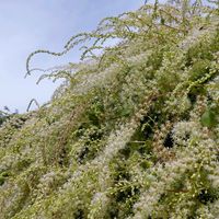 落花生,オカワカメの花,オカワカメの花,オカワカメ,オカワカメの画像