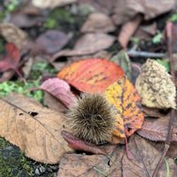 オオウバユリ,オオウバユリ,レンギョウ,レンギョウ,落ち葉♪の画像