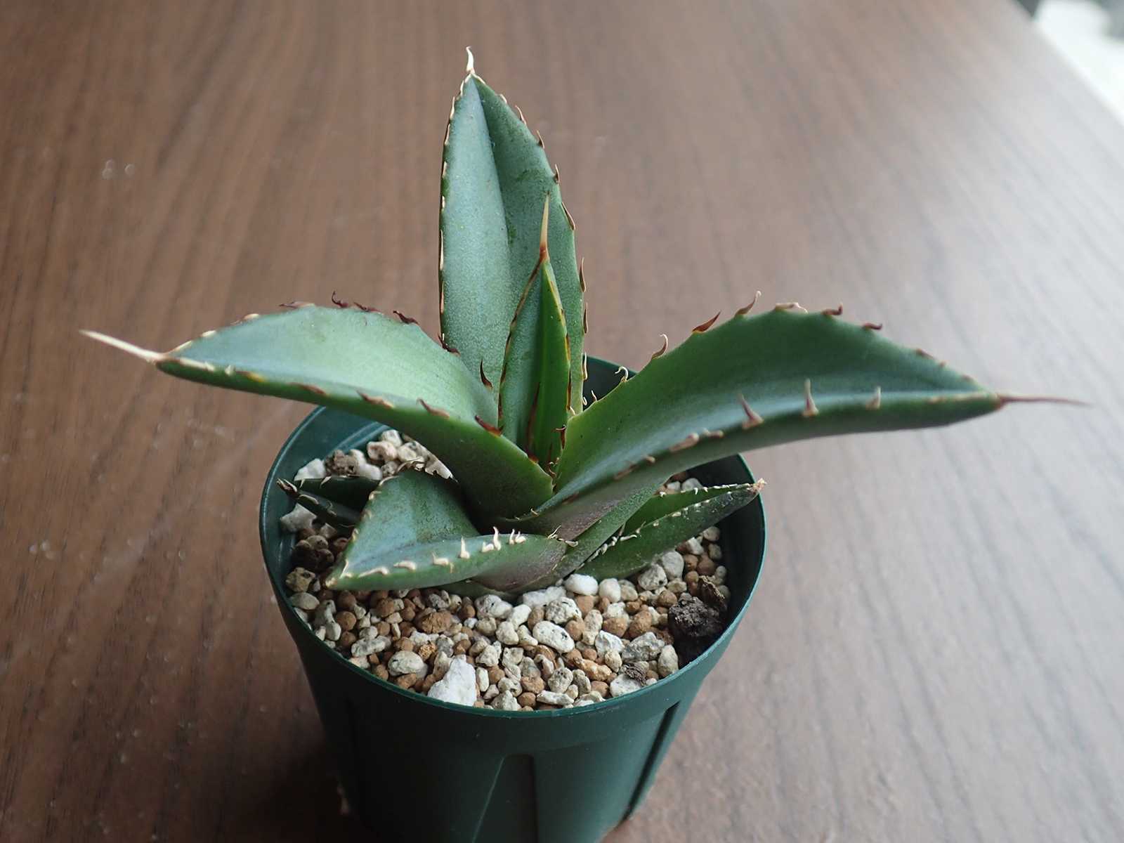 アガベ ハデス｜🍀GreenSnap（グリーンスナップ）