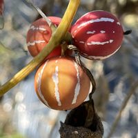 オキナワスズメウリ,つる性,ウリ科,お散歩中,一年草扱いの画像