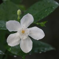 セイロンライティア,白い花,花のある暮らし,白い花マニア,おうち園芸の画像