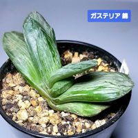 ガステリア錦,ガステリア,ガステリア属,植物男子ベランダー,リビング・ダイニングの画像