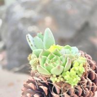 セダム,エケベリア,まつぼっくり,寄せ植え,多肉植物の画像