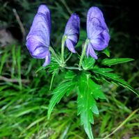 花言葉,山野草,季節の花,花のある暮らし,緑のある暮らしの画像