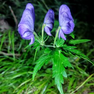 花言葉,山野草,季節の花,花のある暮らし,緑のある暮らしの画像