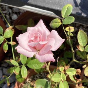 花のある暮らし,大好き♡︎ʾʾ,挿し木から成長,薔薇愛,チーム福岡の画像