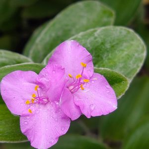 小さな庭,テラス,家庭菜園,玄関アプローチの画像