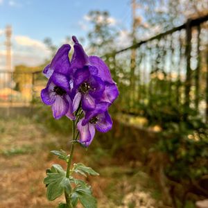 トリカブト,盆栽,山野草,今日のお花の画像