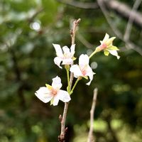 サクラ,ユリ科,シソ科,バラ科,花大好きの画像