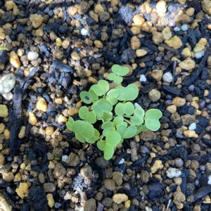 植物のある暮らし,家庭菜園初心者,野菜遺産,家庭菜園の画像