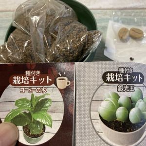 サボテン,多肉植物,成長記録,種から,ガチャの画像