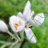 コルチカム,ムクゲ,花のある暮らし♡,花散歩☆の画像