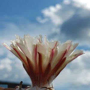 象牙丸,コリファンタ属 象牙丸,サボテン科,サボテンの花,そらの画像