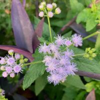 アゲラタム,霍香薊,霍香薊,雨上がり,パープルの画像