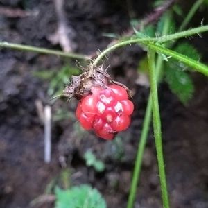 ゴヨウイチゴ,五葉苺,雑草,山野草,野草の画像