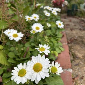 北海道,バラ・ミニバラ,バラを楽しむ,バラが好き,ばら バラ 薔薇の画像